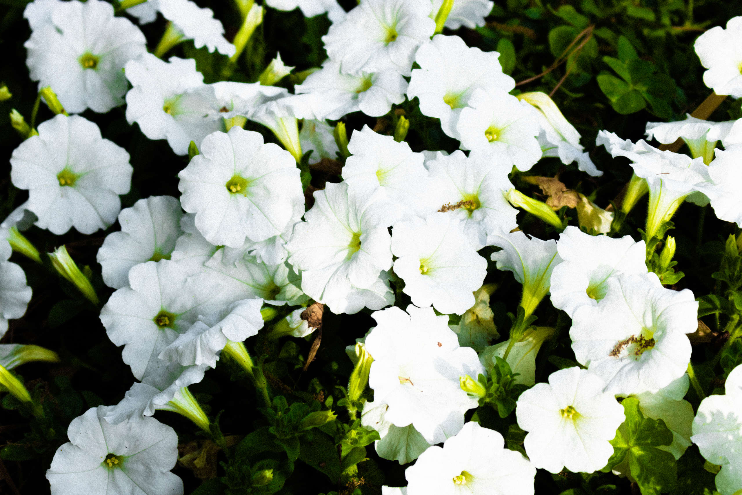 A patch of white petunia flowers.