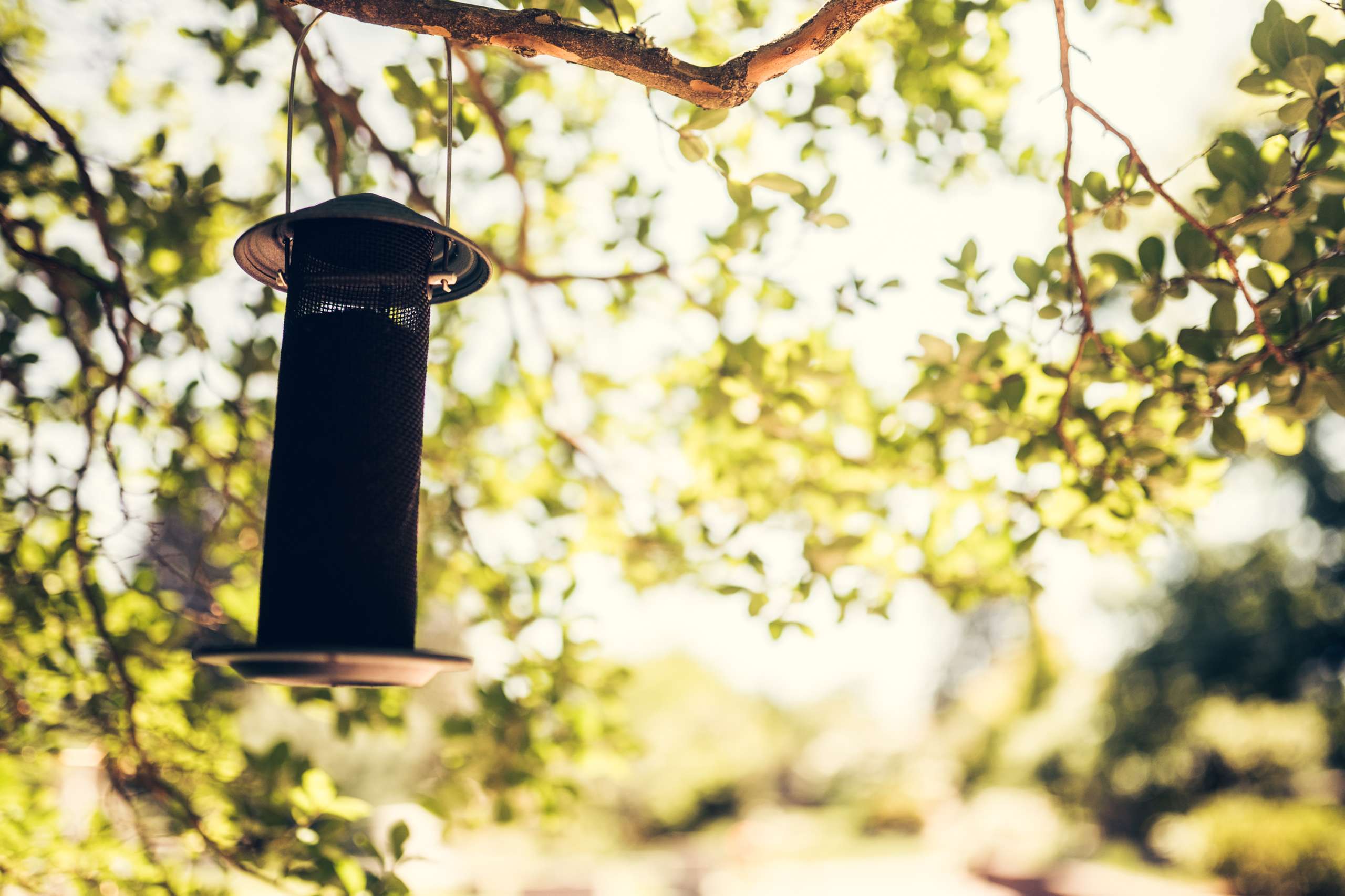 A hanging bird feeder.