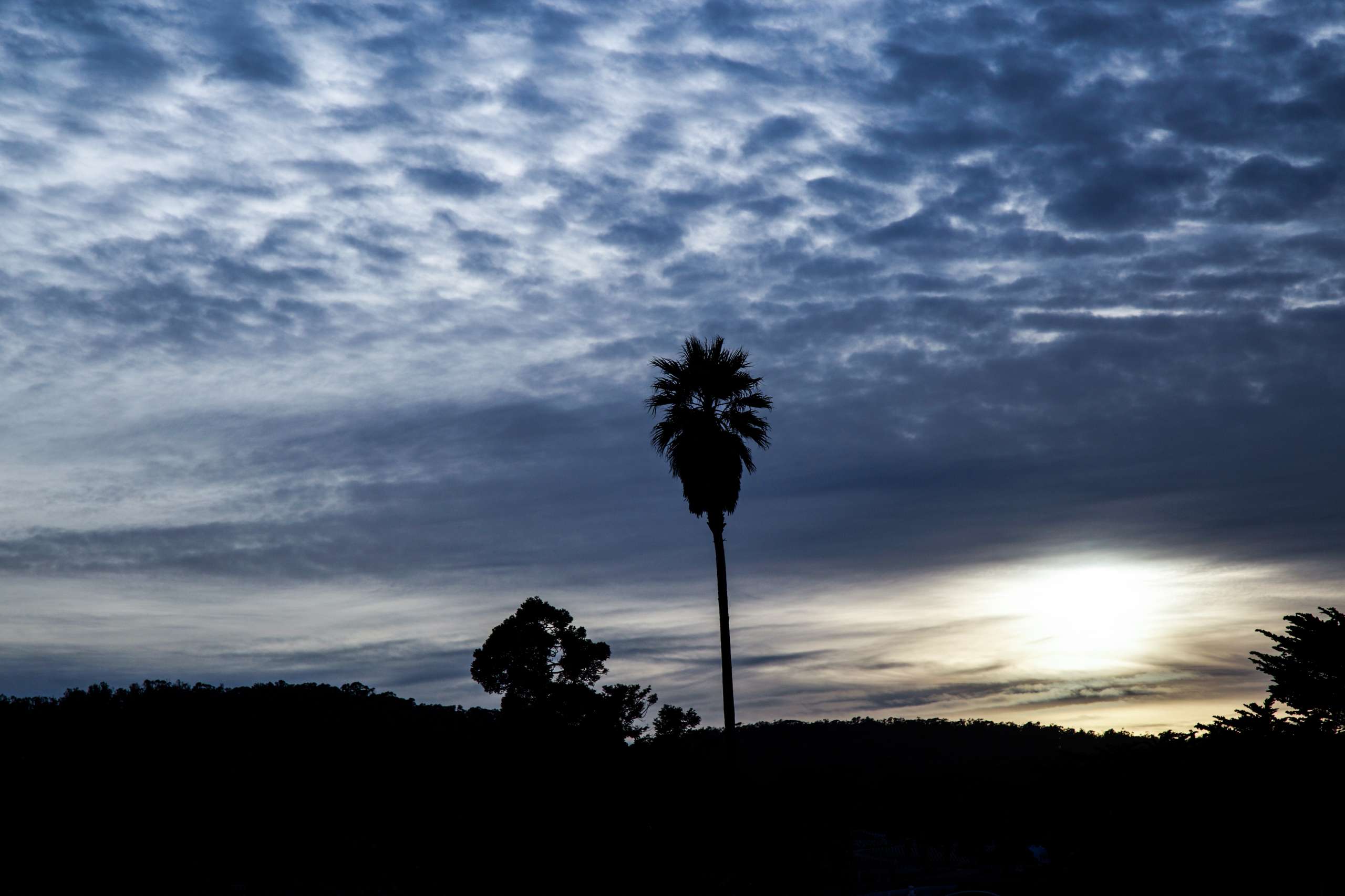 Palm tree at dusk.