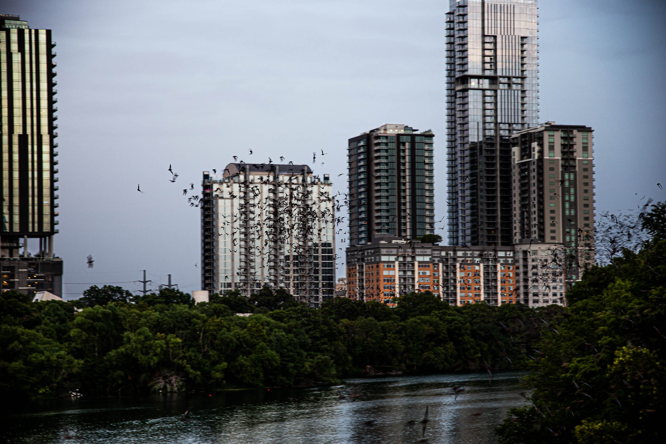 Several tall buildings stand behind trees on a riverbank. A flock of birds scatters in front of the buildings, wheeling as a group to move higher. The water reflects the trees and buildings up towards the cloudy sky.