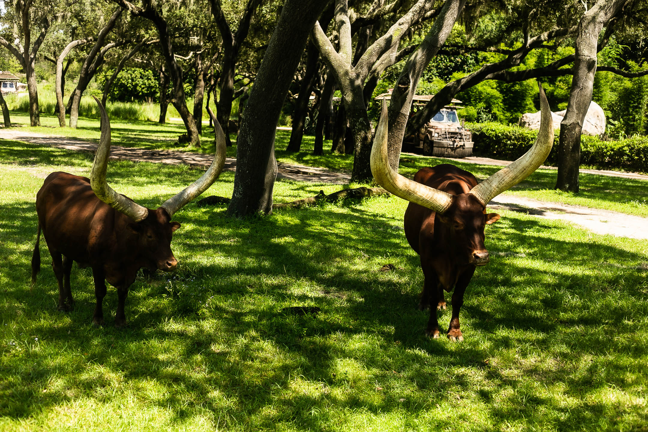 Two cattle with large long horns stand near each other in a wooded area. Sunlight falls through the leaves on the tree branches and the cattle horns, making them almost the same color. A sidewalk cuts through the wood in the background, and a maintenance vehicle can be seen beside shrubs.